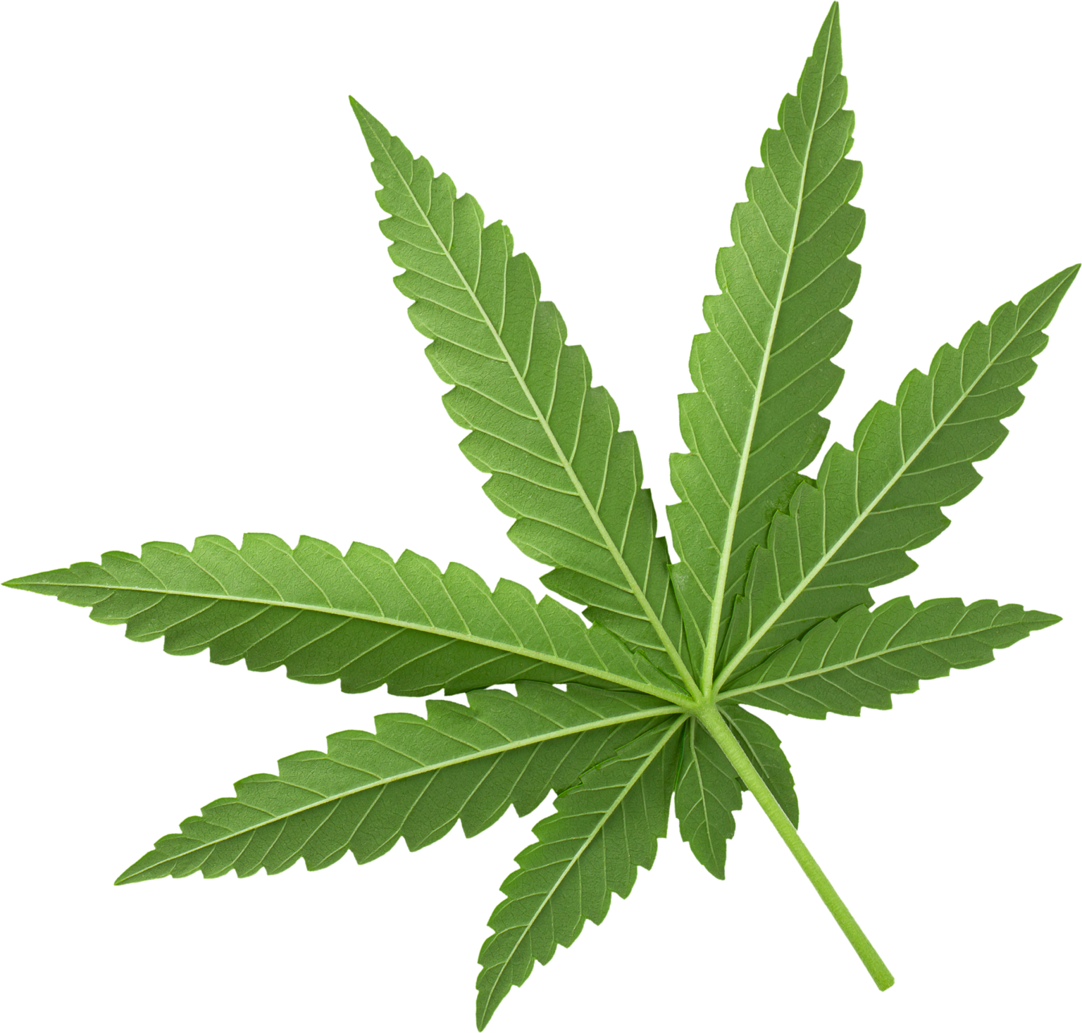 Maui Wowie Dispensary Shop Albuquerque Best Dispensary